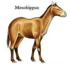 mesohippus.jpg